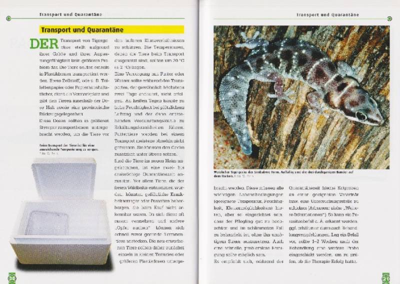 Preview: Der Tigergecko